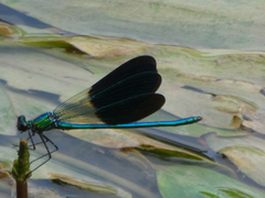 Calopteryx xanthostoma