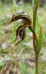 Pterostylis hamata