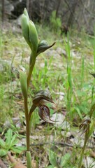 Pterostylis hamata