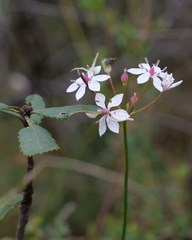 Sidymella rubrosignata