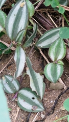 Tradescantia zebrina zebrina