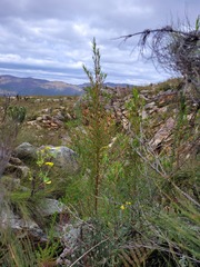 Empleurum unicapsulare