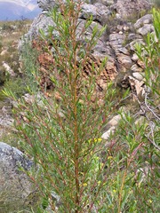 Empleurum unicapsulare