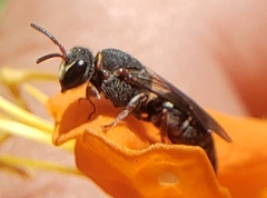 Hylaeus