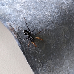 Nyssus coloripes
