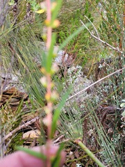 Empleurum unicapsulare