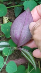 Tradescantia zebrina zebrina