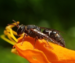 Hylaeus
