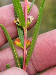 Empleurum unicapsulare