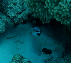 Arothron nigropunctatus