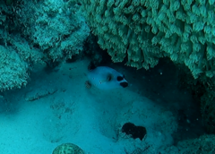 Arothron nigropunctatus