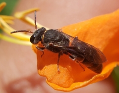 Hylaeus