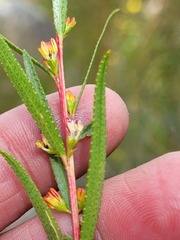 Empleurum unicapsulare