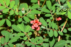 Indigofera hendecaphylla