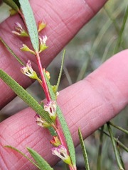 Empleurum unicapsulare