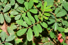 Indigofera hendecaphylla