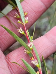 Empleurum unicapsulare