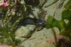 Ruanoho decemdigitatus