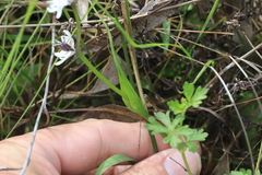 Wurmbea biglandulosa