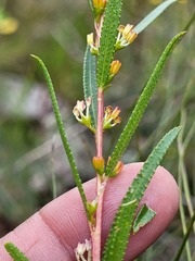 Empleurum unicapsulare