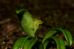 Bulbophyllum cylindrobulbum