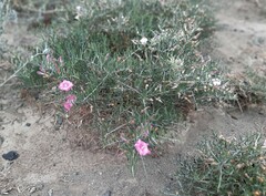 Convolvulus gortschakovii
