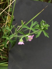 Geranium homeanum