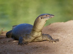 Varanus mertensi