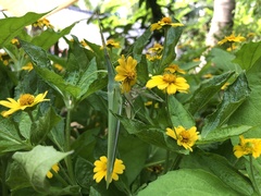 Acrida cinerea
