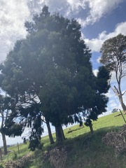 Dacrydium cupressinum