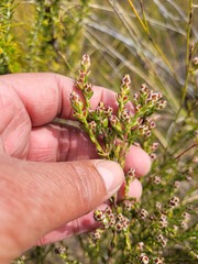 Passerina