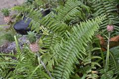 Ananas comosus microstachys