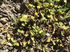 Leptinella squalida