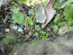 Azolla rubra