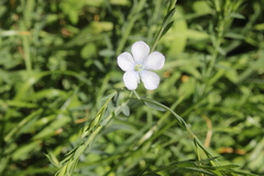 Linum usitatissimum