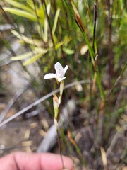 Disa bifida