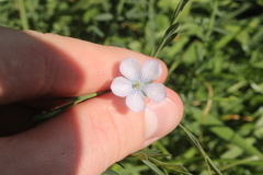 Linum usitatissimum