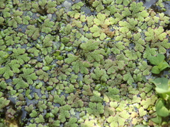 Azolla rubra