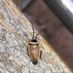 Ellipsidion australe