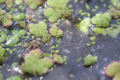 Azolla rubra