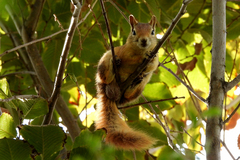 Sciurus anomalus
