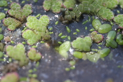 Azolla rubra
