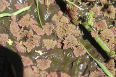 Azolla pinnata