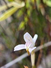 Disa bifida