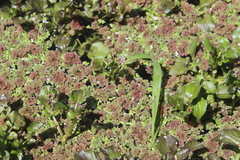 Azolla rubra