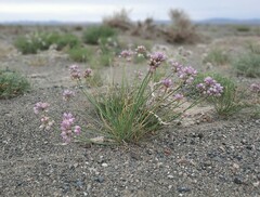 Allium mongolicum
