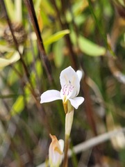 Disa bifida
