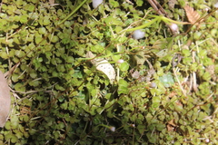 Epilobium pedunculare