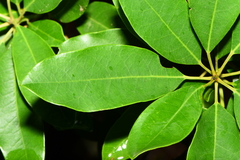 Daphniphyllum oldhami