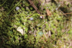 Epilobium pedunculare
